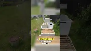 How a Smoker Calms My Bees | Inside the Hive #bees #beekeeping #bee