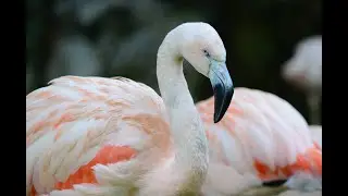What is a fact about the greater flamingo 4k