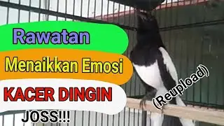 Cara Rawatan Menaikkan Emosi Kacer Dingin JOSS!!
