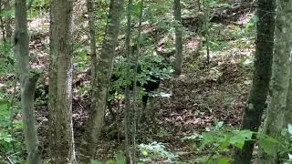 Field Notes Friday: Moose Sighting!
