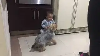 Perro Yorkie defiende a bebe