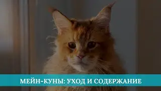 Мейн-куны: уход и содержание