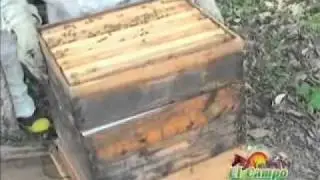 apicultura6