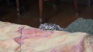 Кот в шоке