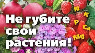 Не вносите удобрения, пока не посмотрите это видео. Азот, фосфор, калий и другие элементы