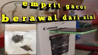 tips !! proses pemasteran emprit kaji menggunakan media HP,isian kenari,emprit