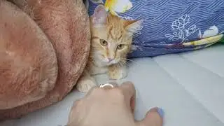 Симба спрятался😄Глазки как у кота из мультика «Шрэк»😍