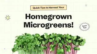 Tips for harvesting microgreens the right way