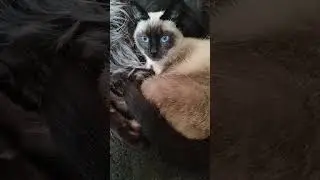 Сиамская кошка - Симба и большой друг Туман. Вахтельхунд.
