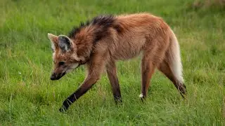 The Maned Wolf | A Brief Overview