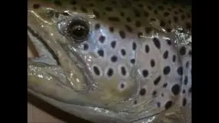 Scott's Brown Trout Replica Mount