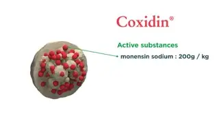 Coxidin