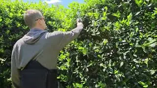 Saker hedge trimmer 