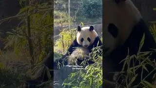 Giant Panda - #giant #panda #sandiego #zoo #california #usa #animals #animal #bear #china #mountains