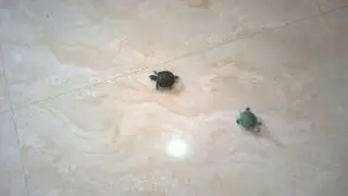 Small Tortoise
