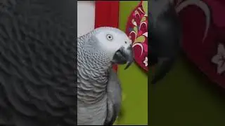 - а как мама смеётся? здо́рово!   -  а чито́? чито́шко!..