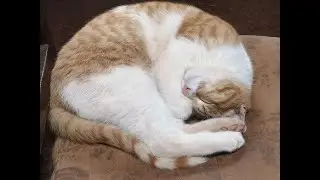 Cuando Tauri duerme profundamente...