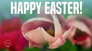 Happy Easter!