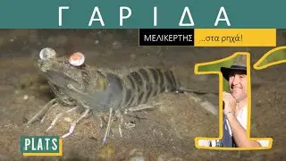 CARAMOTE PRAWN: we could spot it in the shallows!