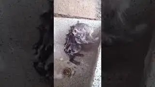 Hamster washing himself 😂😂