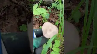плютей олений