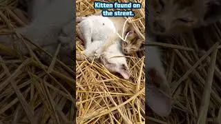 I found this kitten helpless on the street 