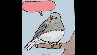 bird song
