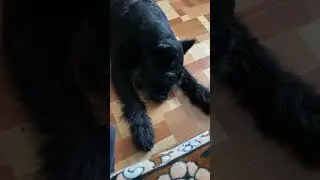 Замечательный умный Ризеншнауцер Юника.