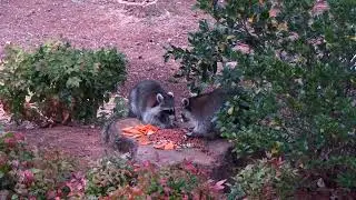 Raccoon video for Barbara