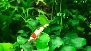 Nano Biotope Aquascape atau Biotope Aquascape Mini