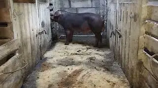 Дюрок рабочий хряк в продаже