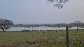 Fazenda Entre Lagos Nelore Beka - Ribeirão Claro PR