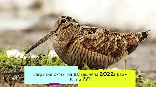 Завершение охоты на Вальдшнепа 2022