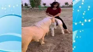 Beautiful girl help Horse pony meeting and breeding