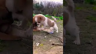 #dog #happydoghappylife #happypets #puppy #happypetchannel