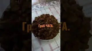 Гриб чага.