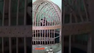 кабки пирча шикори 2021
