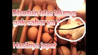 Sudah menetas malah dibantuin ;v