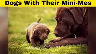 Pictures of Dogs With Their Puppies! Too. Much. Cute.