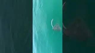 Свечка от ската. Рыбалка в Сочи. #fishing #fish #рыба #море #fishingvideo #carpfishing #nature