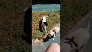 Joy Saying Hi