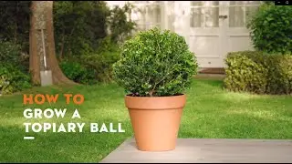 How to grow a topiary ball