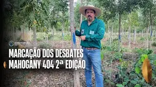 CHEGOU A HORA DE MARCAR OS DESBASTES DO MAHOGANY 404 2ª  EDIÇÃO