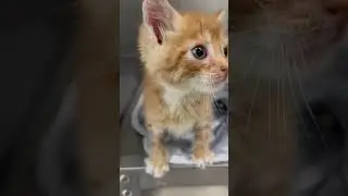 Meet Our Albie (Ramapo-Bergen Animal Refuge)