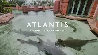 International Sawfish Day 2024