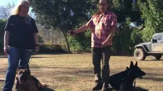Aggressive dog leash reactivity, small stuff, Solid K9 Training