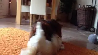 Max & Skipper III