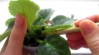 Быстрое Размножение Фиалки Пасынками/ Отделяю И Укореняю ПАСЫНКИ