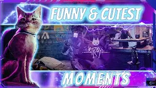 STRAY - Cute Moments being a Cat 😺