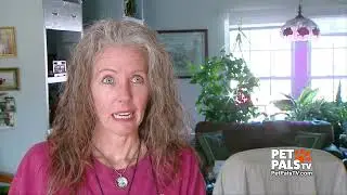 Opossum In the House?